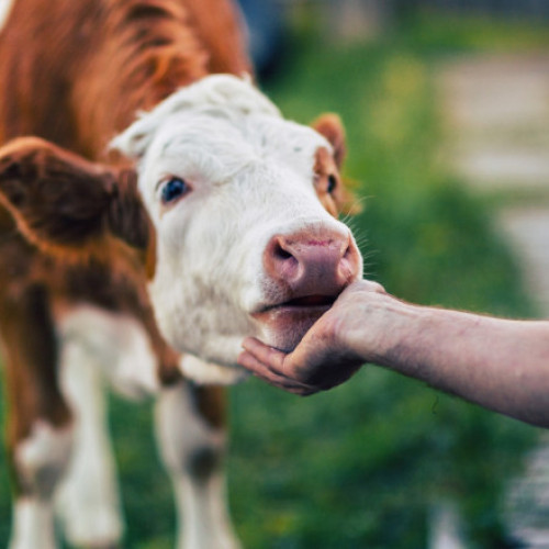 APIA va plăti aproape 39 milioane lei crescătorilor de animale pentru serviciile din septembrie 2025