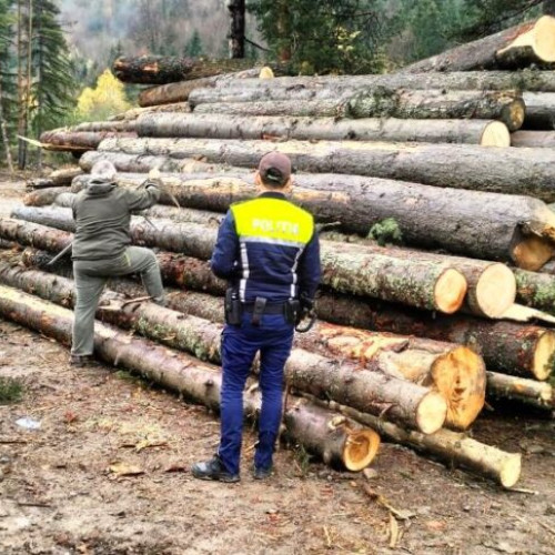 Controale în Vrancea pentru prevenirea exploatărilor ilegale de lemn