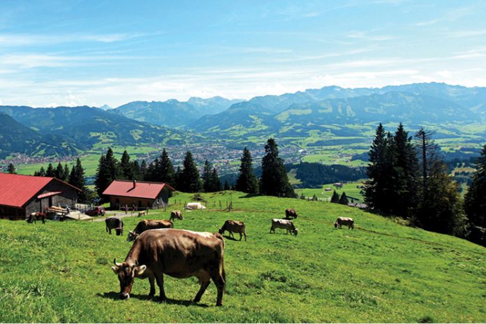 Asociații de apicultori cer oprirea proiectului privind pulverizarea pesticidelor cu drone