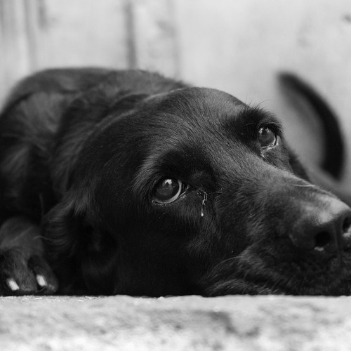 Poliția din Năvodari anchetează un caz de violență asupra unui câine