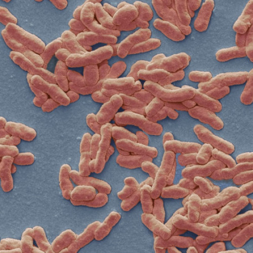 Un caz de lepră confirmat la Cluj-Napoca: situația bolii și măsurile luate