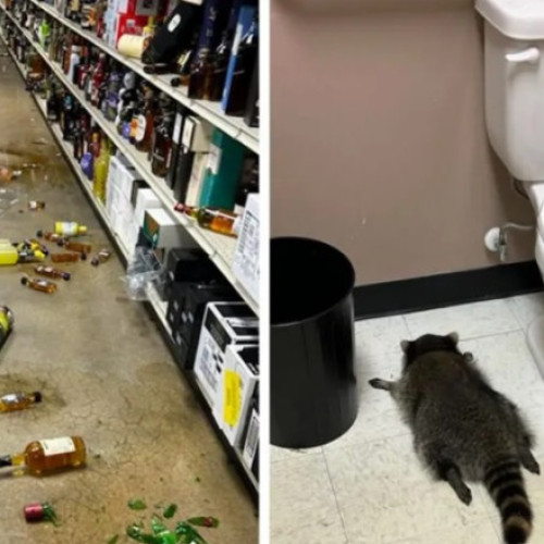 Un raton hoț a devenit suspect în mai multe spargeri din Virginia