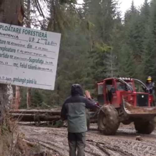 Activiștii trag un semnal de alarmă asupra defrișărilor ilegale din pădurile Carpaților