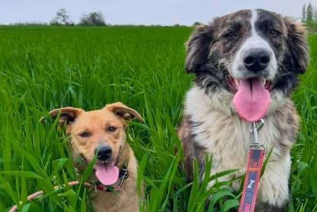 Happy Tails Timișoara organizează licitație online de cărți rare și bine cotate