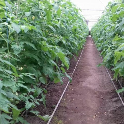 AUR propune eliminarea impozitului pe clădiri pentru construcțiile agricole primare