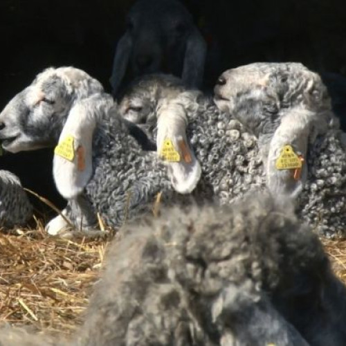 Stațiunea din Botoșani oferă salarii și beneficii pentru îngrijitorii de animale