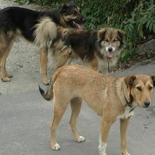 Poliția Vaslui reține un bărbat pentru uciderea cu intenție a unui câine