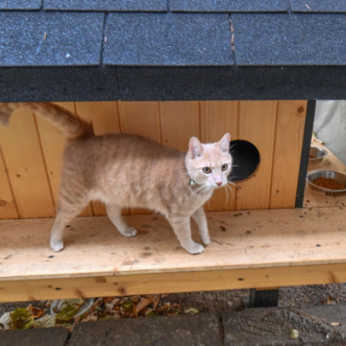 Primăria Sectorului 2 lansează programul „Blănoşii în siguranţă” pentru protejarea pisicilor