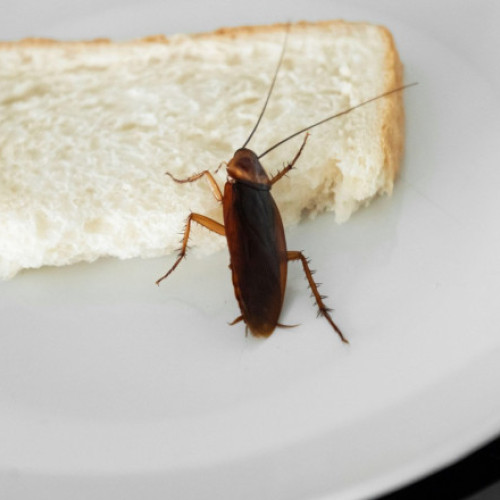 Managerul spitalului din Sebeş clarifică prezența gândacilor în incinta unității