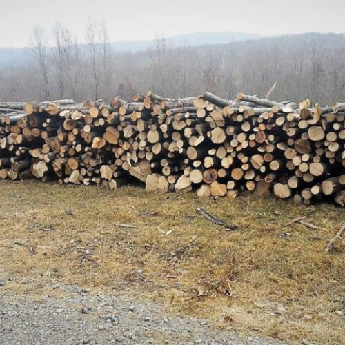 Diana Buzoianu lansează norme moderne pentru marcarea arborilor în păduri pilot