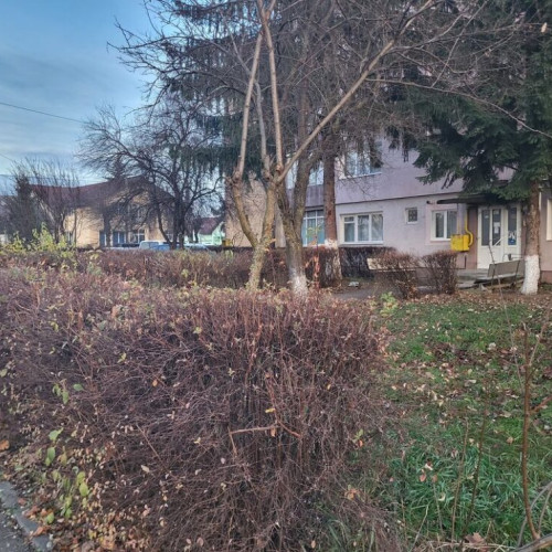 Primăria Bistrița introduce posibilitatea adoptării spațiilor verzi de către cetățeni și interzice gardurile vii nepersistente