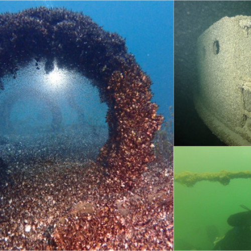 Midiile quagga au invadat lacurile europene și americane, provocând schimbări ireversibile