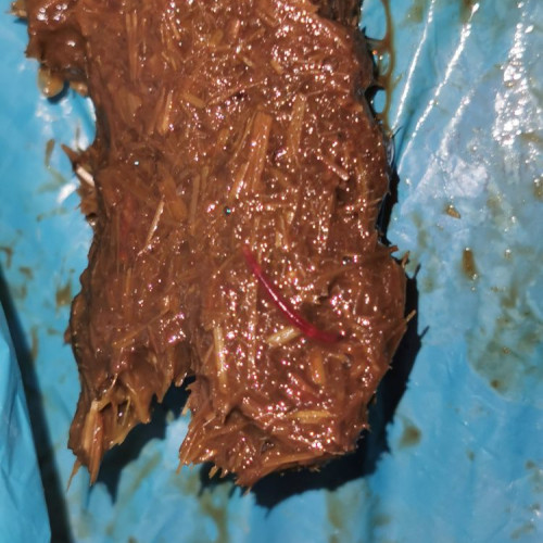 Proprietarii de animale din Baia Mare avertizați după găsirea unei substanțe suspecte în Parcul Mare