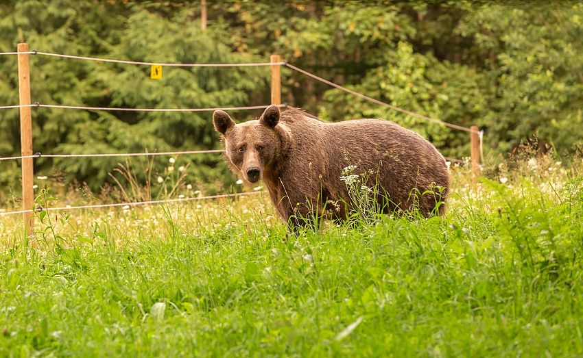 Vicepremierul Tánczos Barna anunță deblocarea finanțării pentru gardurile electrice antours