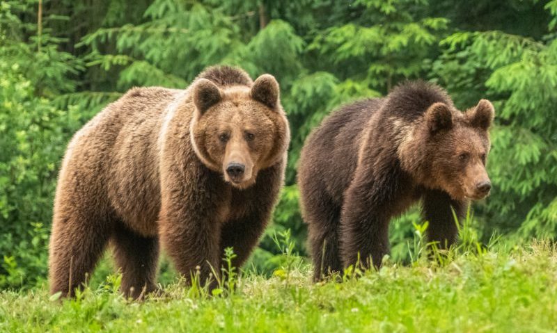 Gardul electric instalat la Râșnov reduce semnificativ prezența urșilor în zonele locuite