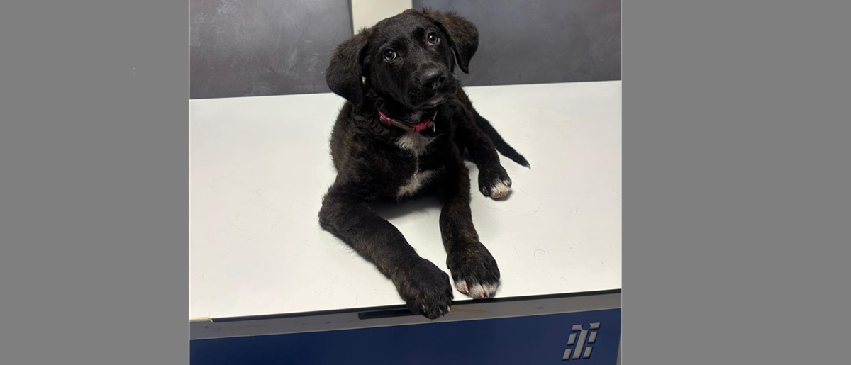 Poliția Capitalei condamnă un agresor care a rănit grav un cățel de 3 luni