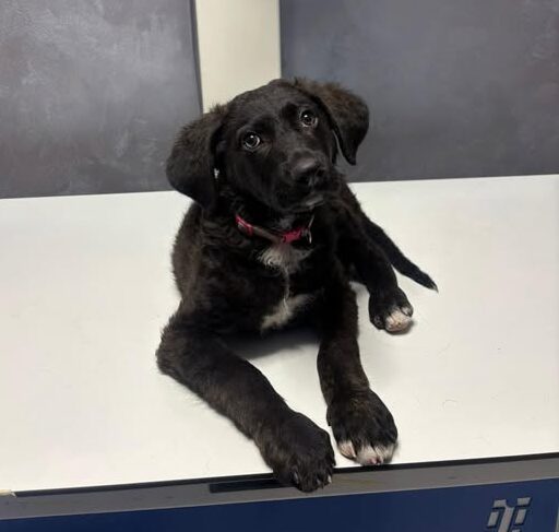 Poliția condamnă un bărbat pentru cruzime asupra unui câine de 3 luni în Sectorul 5