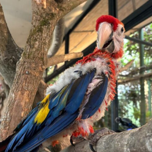 Grădina Zoologică din Tg. Mureș impresionează vizitatorii cu lumini de Crăciun și specii noi