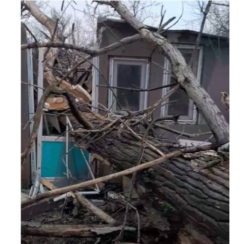 Localnică din Agigea atrage atenția asupra pericolului copacilor bătrâni neîntreținuți